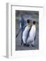 King Penguins Walking Closely Together-DLILLC-Framed Photographic Print