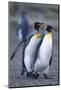 King Penguins Walking Closely Together-DLILLC-Mounted Photographic Print