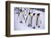 King Penguins Walking in Snow-DLILLC-Framed Photographic Print