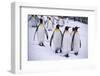 King Penguins Walking in Snow-DLILLC-Framed Photographic Print