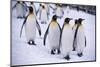 King Penguins Walking in Snow-DLILLC-Mounted Photographic Print