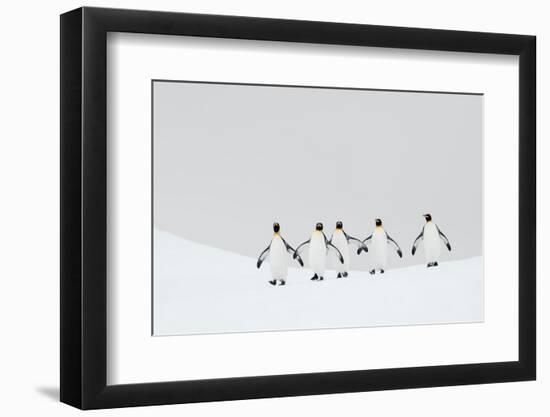 King penguins walking to their breeding colony, South Georgia-Ben Cranke-Framed Photographic Print