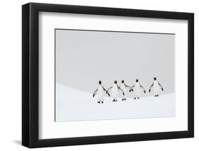 King penguins walking to their breeding colony, South Georgia-Ben Cranke-Framed Photographic Print