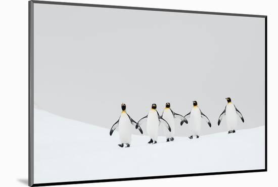 King penguins walking to their breeding colony, South Georgia-Ben Cranke-Mounted Photographic Print