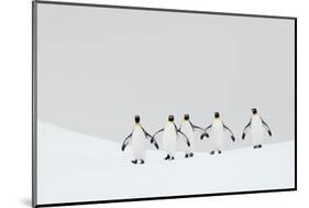 King penguins walking to their breeding colony, South Georgia-Ben Cranke-Mounted Photographic Print