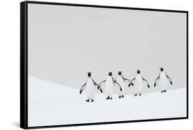 King penguins walking to their breeding colony, South Georgia-Ben Cranke-Framed Stretched Canvas