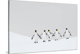King penguins walking to their breeding colony, South Georgia-Ben Cranke-Stretched Canvas