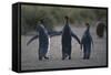 King Penguins Walking Together-DLILLC-Framed Stretched Canvas