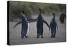 King Penguins Walking Together-DLILLC-Stretched Canvas