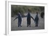 King Penguins Walking Together-DLILLC-Framed Photographic Print