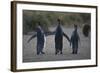 King Penguins Walking Together-DLILLC-Framed Photographic Print