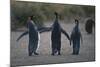 King Penguins Walking Together-DLILLC-Mounted Photographic Print