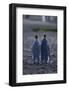 King Penguins Walking Together-DLILLC-Framed Photographic Print