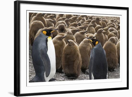 King Penguins With Chicks-Donald Paulson-Framed Giclee Print