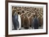 King Penguins With Chicks-Donald Paulson-Framed Giclee Print