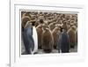 King Penguins With Chicks-Donald Paulson-Framed Giclee Print