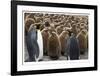 King Penguins With Chicks-Donald Paulson-Framed Giclee Print