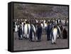 King Penguins-Lynn M^ Stone-Framed Stretched Canvas