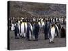 King Penguins-Lynn M^ Stone-Stretched Canvas