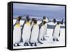 King Penguins-null-Framed Stretched Canvas