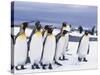 King Penguins-null-Stretched Canvas
