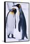 King Penguins-DLILLC-Framed Stretched Canvas