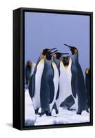 King Penguins-DLILLC-Framed Stretched Canvas