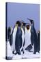 King Penguins-DLILLC-Stretched Canvas