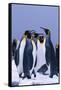 King Penguins-DLILLC-Framed Stretched Canvas