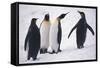 King Penguins-DLILLC-Framed Stretched Canvas