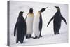 King Penguins-DLILLC-Stretched Canvas