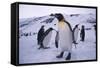 King Penguins-DLILLC-Framed Stretched Canvas