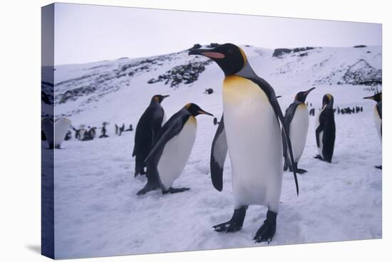 King Penguins-DLILLC-Stretched Canvas