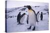 King Penguins-DLILLC-Stretched Canvas