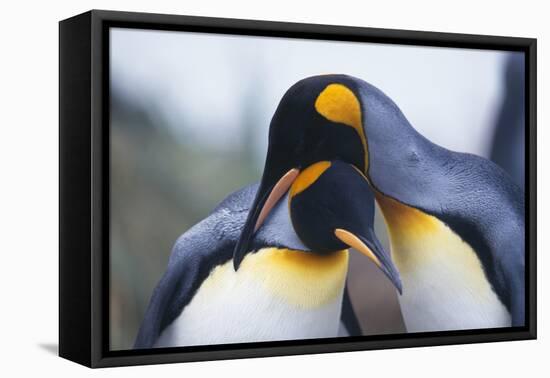 King Penguins-DLILLC-Framed Stretched Canvas