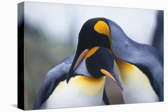 King Penguins-DLILLC-Stretched Canvas