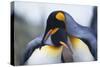 King Penguins-DLILLC-Stretched Canvas