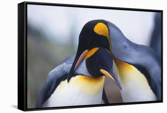 King Penguins-DLILLC-Framed Stretched Canvas