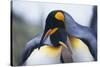 King Penguins-DLILLC-Stretched Canvas