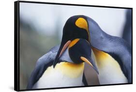 King Penguins-DLILLC-Framed Stretched Canvas