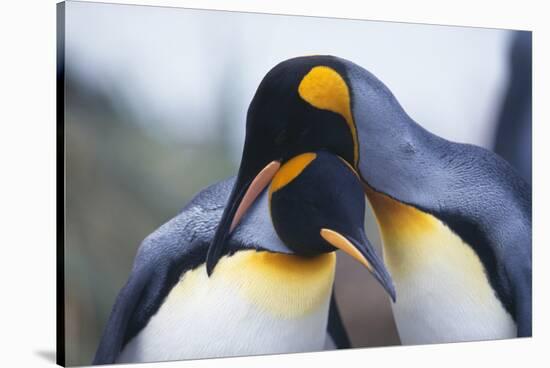 King Penguins-DLILLC-Stretched Canvas