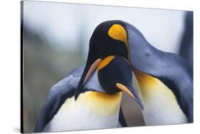 King Penguins-DLILLC-Stretched Canvas