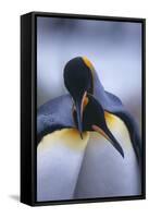 King Penguins-DLILLC-Framed Stretched Canvas