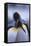 King Penguins-DLILLC-Framed Stretched Canvas