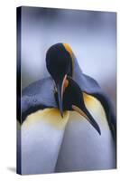 King Penguins-DLILLC-Stretched Canvas