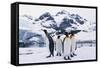 King Penguins-DLILLC-Framed Stretched Canvas