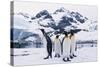 King Penguins-DLILLC-Stretched Canvas