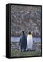 King Penguins-DLILLC-Framed Stretched Canvas