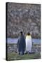 King Penguins-DLILLC-Stretched Canvas