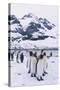 King Penguins-DLILLC-Stretched Canvas